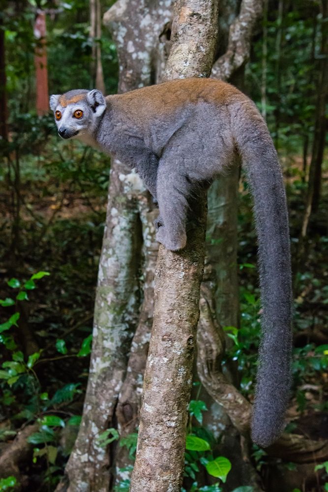 Madagascar-Ankarana-Ankarana Reserve Crowned lemur showing off her long tail art print by Inger Hogstrom for $57.95 CAD